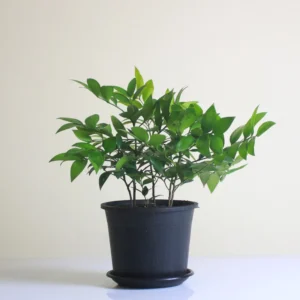 ناجية ياباني