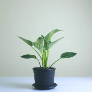 فلدنرن بيركن