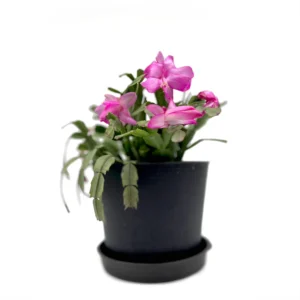 صبار الكريسماس