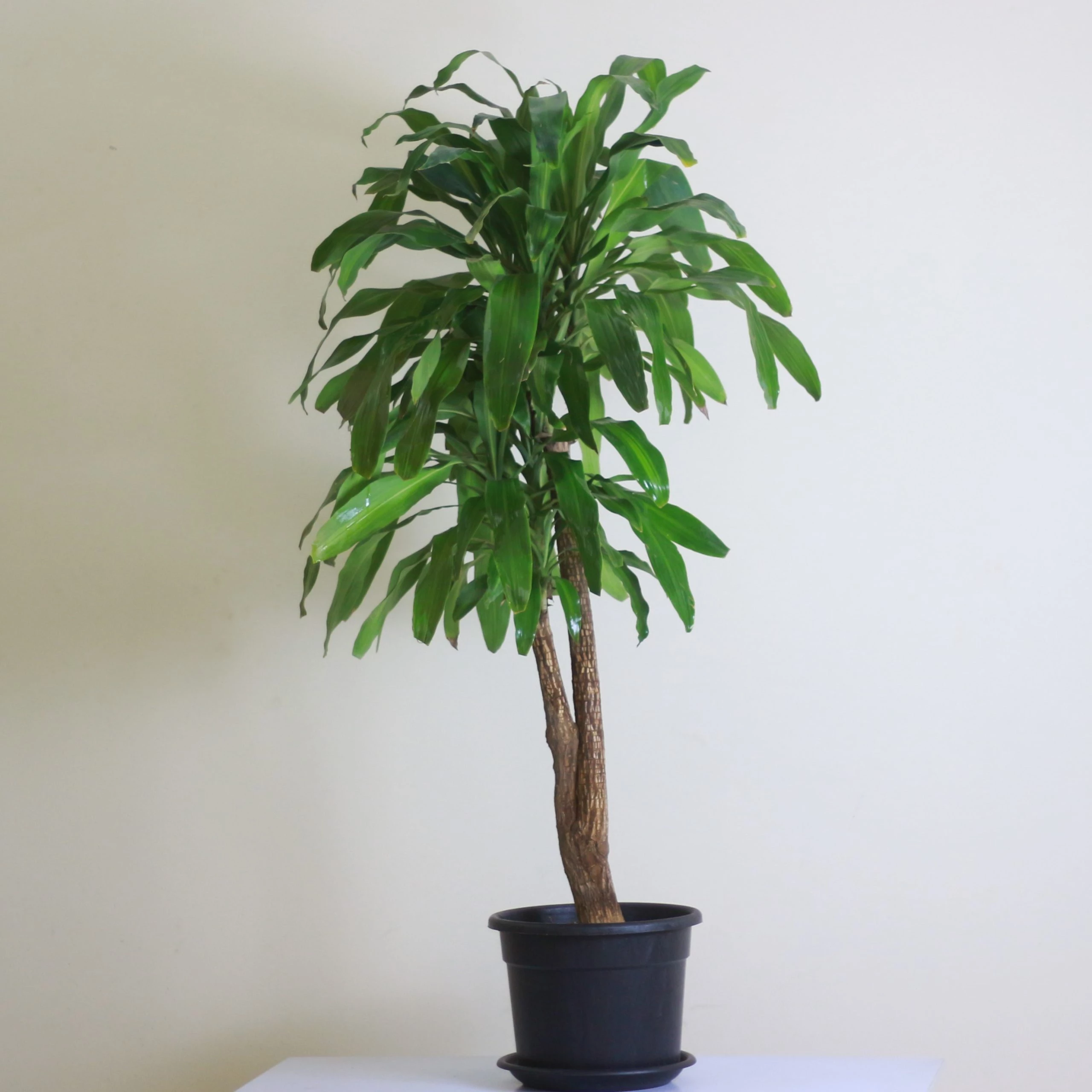 دراسينا الذرة