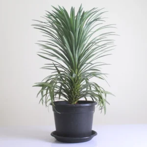 صبار الأناناس