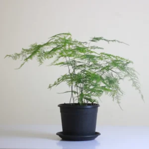 أسبرجس ناعم