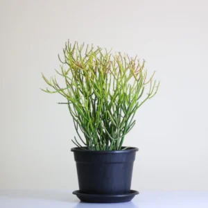 صبار تراكولا