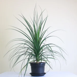 يوكا زالوعة