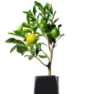 لمون اطاليا