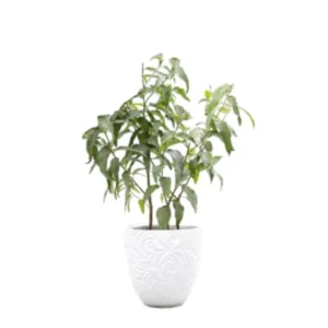 كافور ليموني