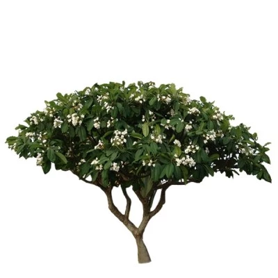 ياسمين هندي