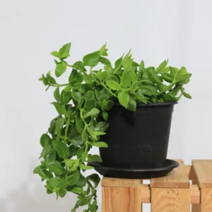 صبار حي علم