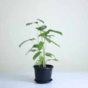 كالاثيا اروت