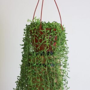 صبار سبحة شكل الموزة