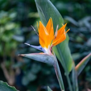 عصفور الجنة