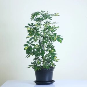 شفليرا جولد