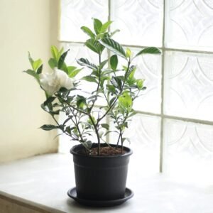 جاردينيا داخلي