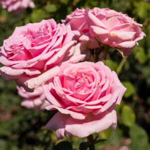 ورد الحدائق