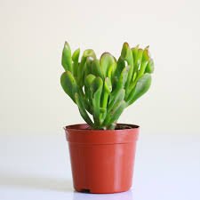 كراسولا صفارة