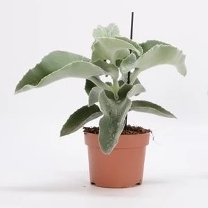 كلانشون وبري